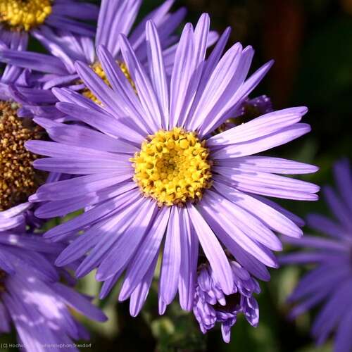 Bild von Aster amellus Mira