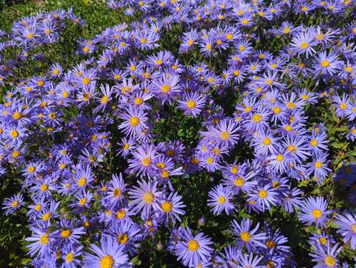Bild von Aster amellus Moerhem Blue
