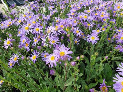 Bild von Aster amellus Moerhem Gem