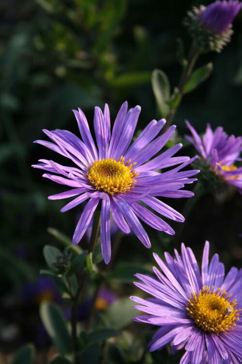Bild von Aster amellus Smutje