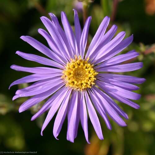 Bild von Aster amellus Sternkugel