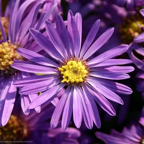 Bild von Aster amellus Veilchenkönigin