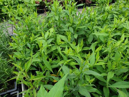 Bild von Aster cordifolius Little-Carlow