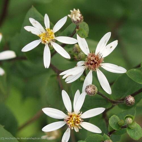 Bild von Aster divaricatus Tradeskant