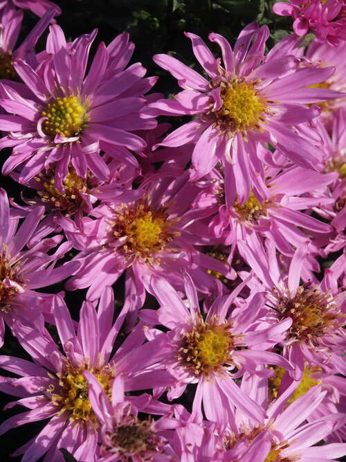 Bild von Aster x-dumosus Alice-Haslam