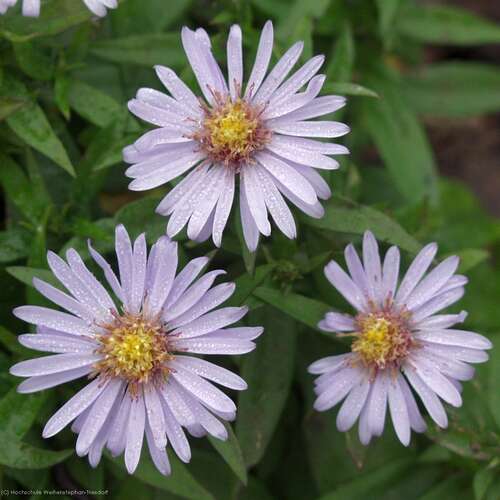 Bild von Aster x-dumosus Blauer Zwerg