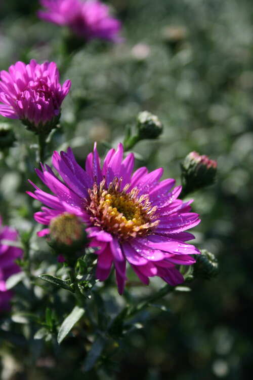Bild von Aster x-dumosus Herbstfeuer