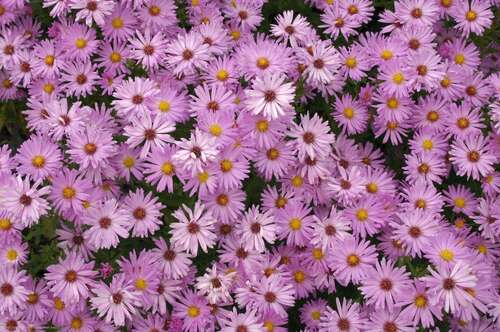 Bild von Garten-Kissen-Aster