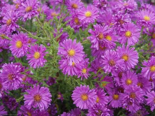 Bild von Aster x-dumosus Kassel
