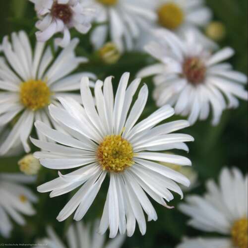 Bild von Aster x-dumosus Kristina