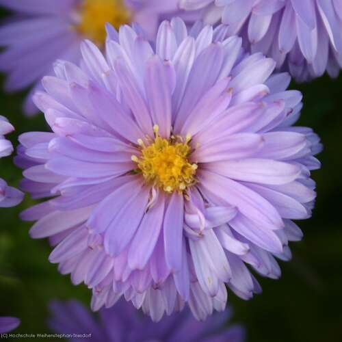 Bild von Aster x-dumosus Lady in Blue