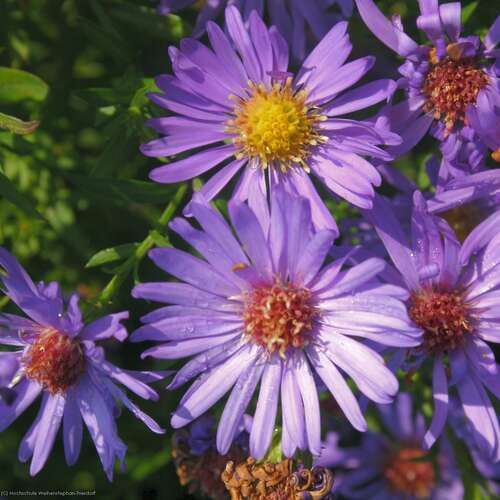 Bild von Aster x-dumosus Mittelmeer