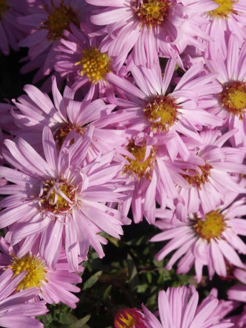 Bild von Aster x-dumo. Rosemarie-Sallmann