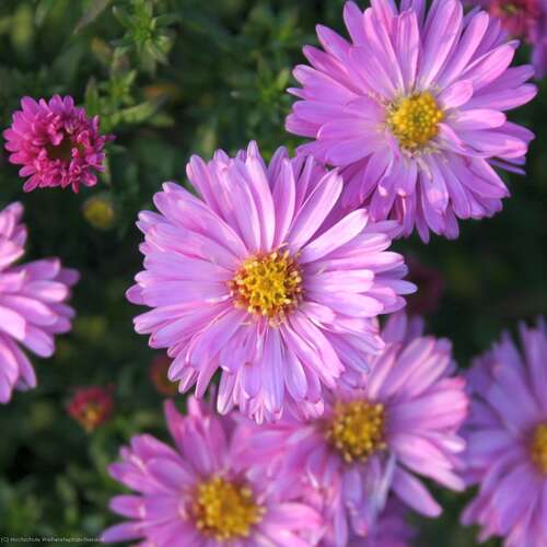 Bild von Aster x-dumosus Rosenwichtel