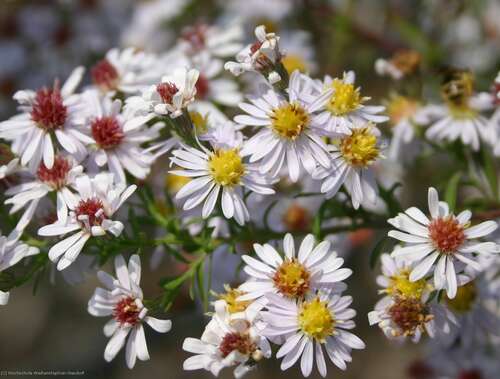 Bild von Myrten-Aster