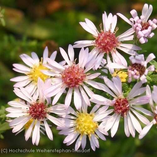 Bild von Aster ericoides Lovely