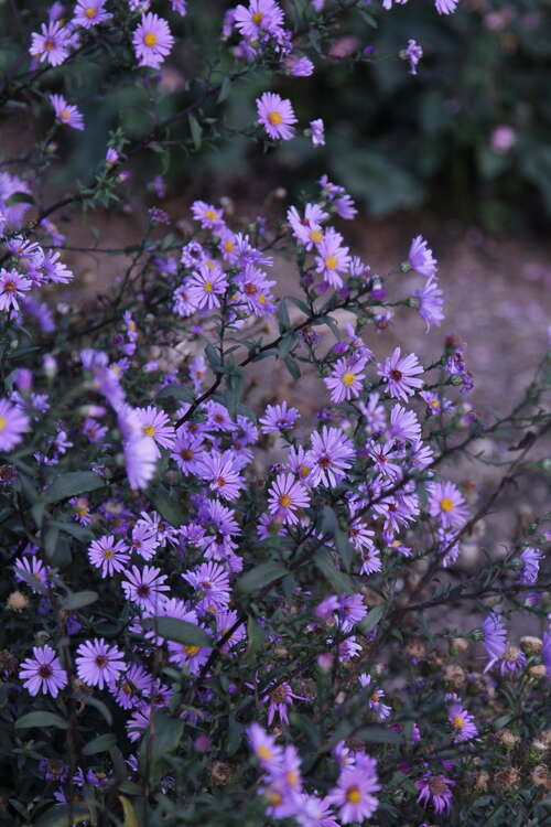 Bild von Aster laevis Calliope