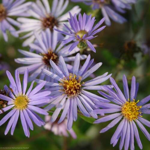 Bild von Aster x-herveyi Twilight
