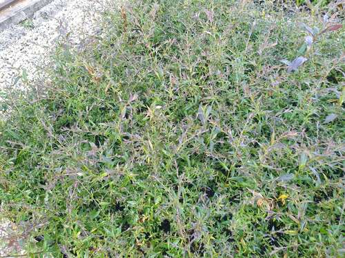 Bild von Aster lat.var.horiz. Lady in Black