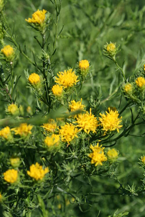 Bild von Aster linosyris 