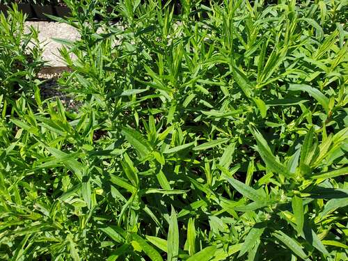 Bild von Aster nov.-ang. Paul-Gerber