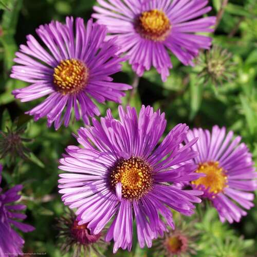 Bild von Aster novae-angliae Herbstflieder