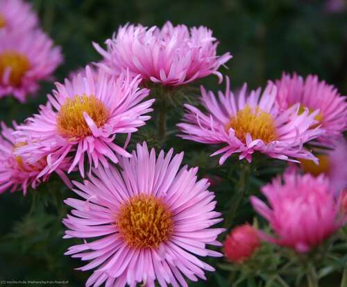 Bild von Aster novae-angliae Rosa-Sieger