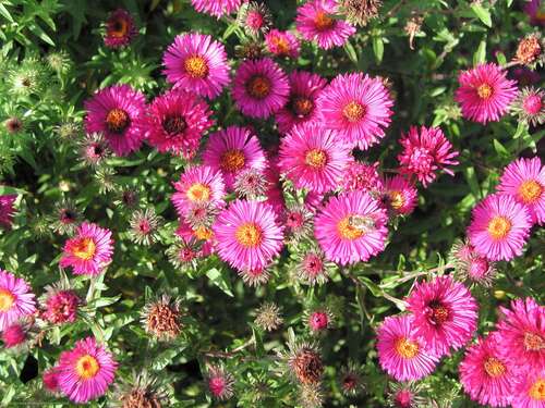 Bild von Aster novae-angliae Rubinschatz