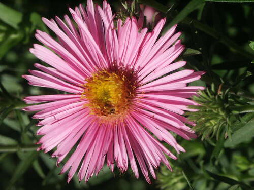 Bild von Aster novae-angliae Rudelsburg