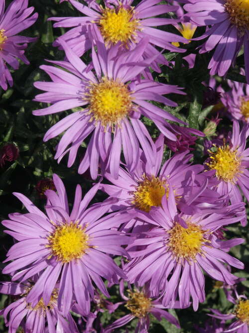 Bild von Aster novi-belgii Fuldatal