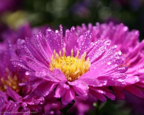 Bild von Aster novi-belgii Karminkuppel