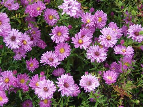 Bild von Aster novi-belgii Rosaperle