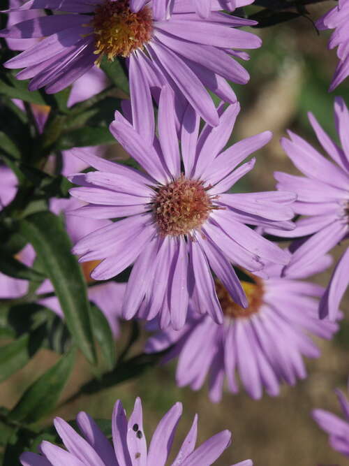 Bild von Garten-Glattblatt-Aster