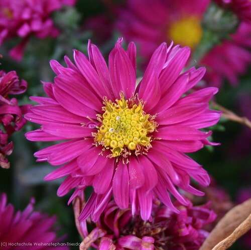 Bild von Aster novi-belgii Royal Ruby