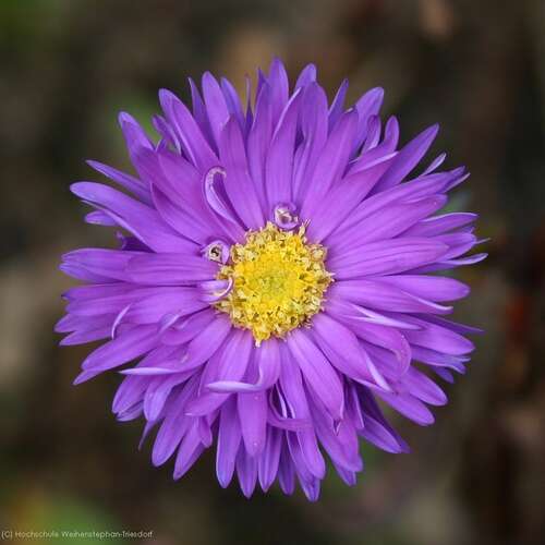 Bild von Aster novi-belgii Sailor-Boy