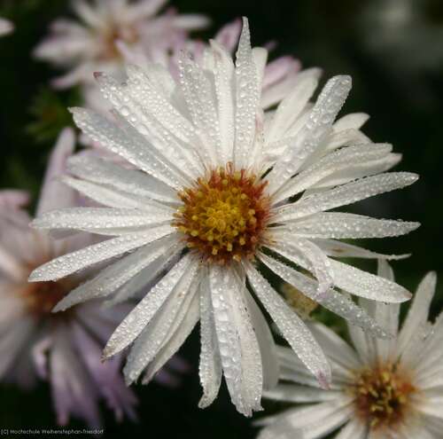 Bild von Aster novi-belgii Zauberspiel