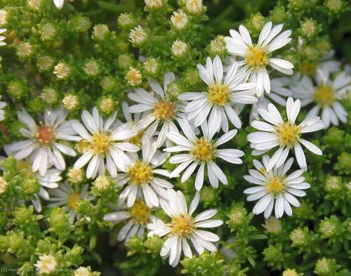 Bild von Aster pansos Snow-Flurry
