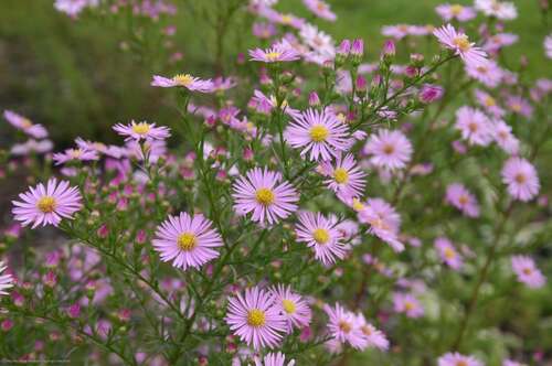 Bild von Pringleis Garten-Aster