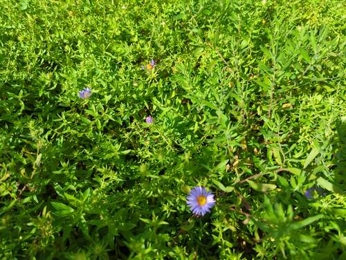 Bild von Aster oblongifolius October-Skies