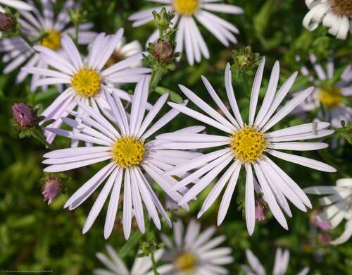 Bild von Aster pyrenaeus Lutetia