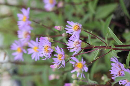 Bild von Aster radula August Sky