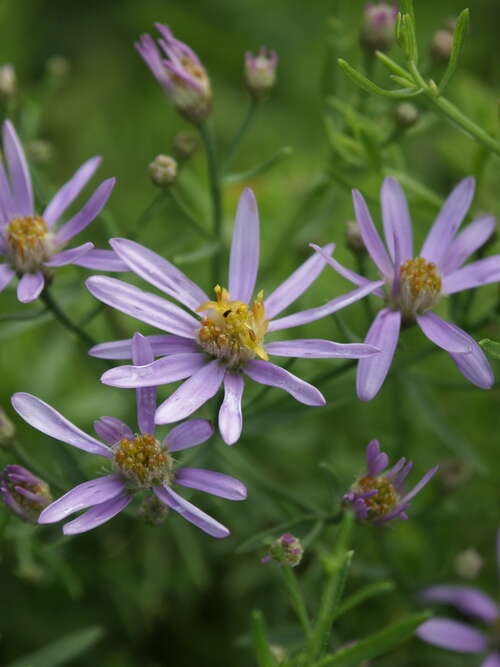 Bild von Niedrige Garten-Aster