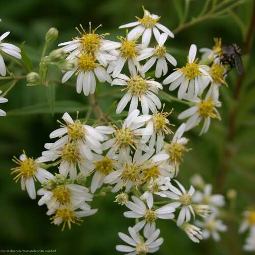 Bild von Doldige Aster