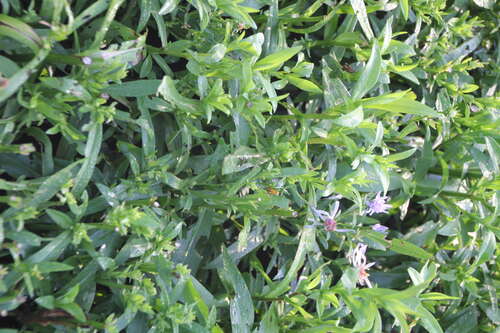 Bild von Aster versicolor Altweibersommer