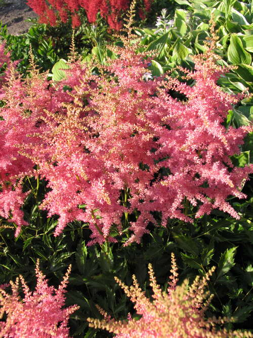 Bild von Astilbe x-arendsii Anita Pfeifer