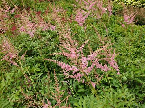 Bild von Arends Garten-Prachtspiere