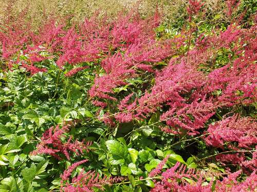 Bild von Astilbe x-arendsii Feuer