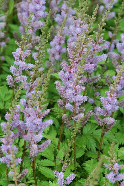 Bild von Astilbe chin.var.pumila gen.