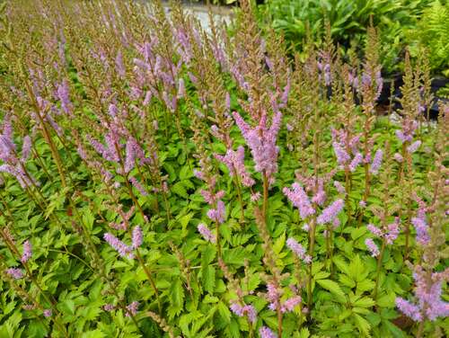 Bild von Astilbe chinensis var.pumila veg.