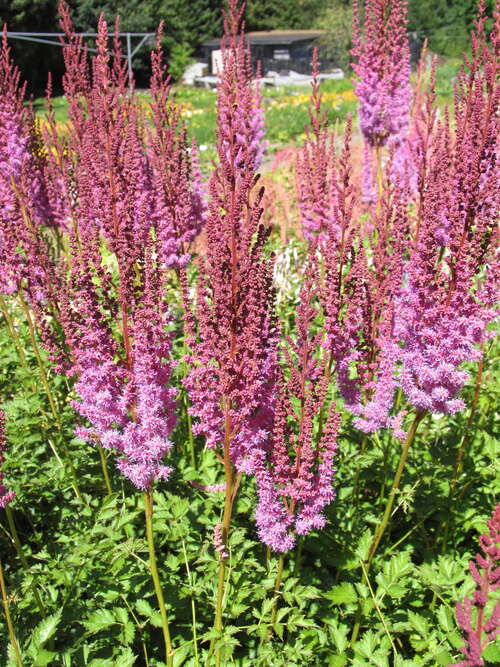 Bild von Kerzenspiere